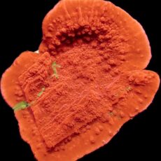 WYSIWYG 16A Grafted Orange/Green Montipora Capricornis Large