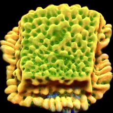 WYSIWYG 16B Kung Pao Montipora Frag