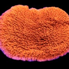 WYSIWYG 15D Orange Plating Montipora Frag Extra Large