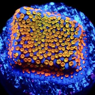 WYSIWYG 18B Rainbow Montipora