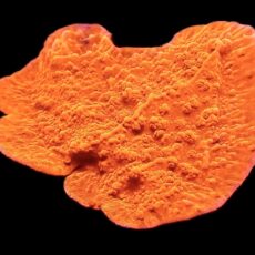 WYSIWYG 8H Orange Plating Montipora Frag
