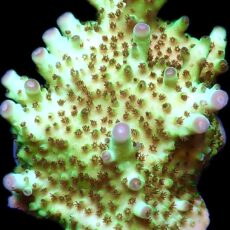 WYSIWYG 16E Rainbow Acropora Granulosa Frag XL