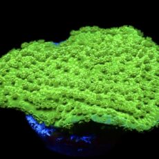 WYSIWYG 13D Bright Green Goblin Montipora Frag