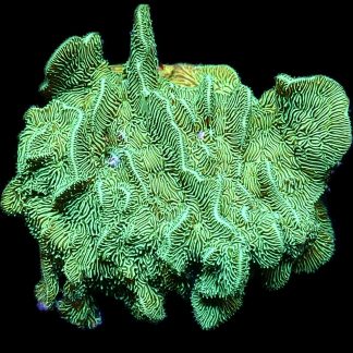 WYSIWYG 21C Ultra Metallic Scrolling Pavona Frag Large