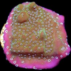 WYSIWYG 32A Montipora Undata Frag