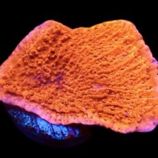 WYSIWYG 17C Orange Plating Montipora Frag