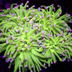 Pink Tip Ultra Lime Torch Euphyllia Frag