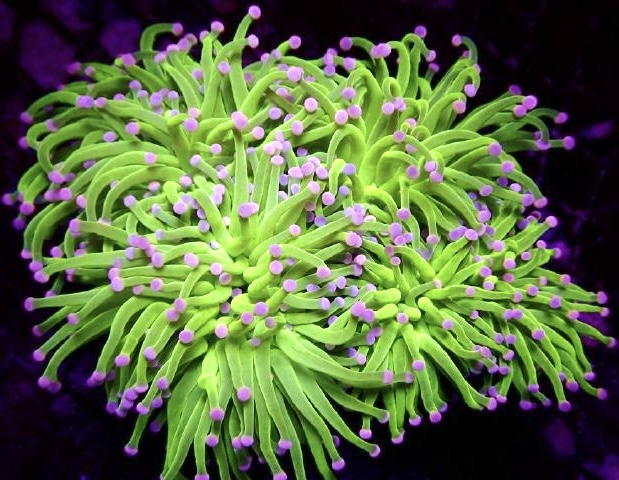 Pink Tip Ultra Lime Torch Euphyllia Frag