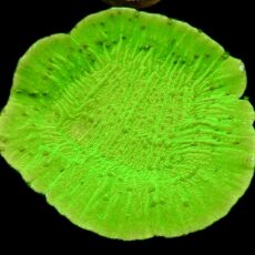 WYSIWYG 10K Toxic Lime Plating Montipora Colony