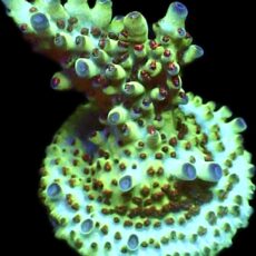 WYSIWYG 19H Rainbow Acropora Granulosa Frag
