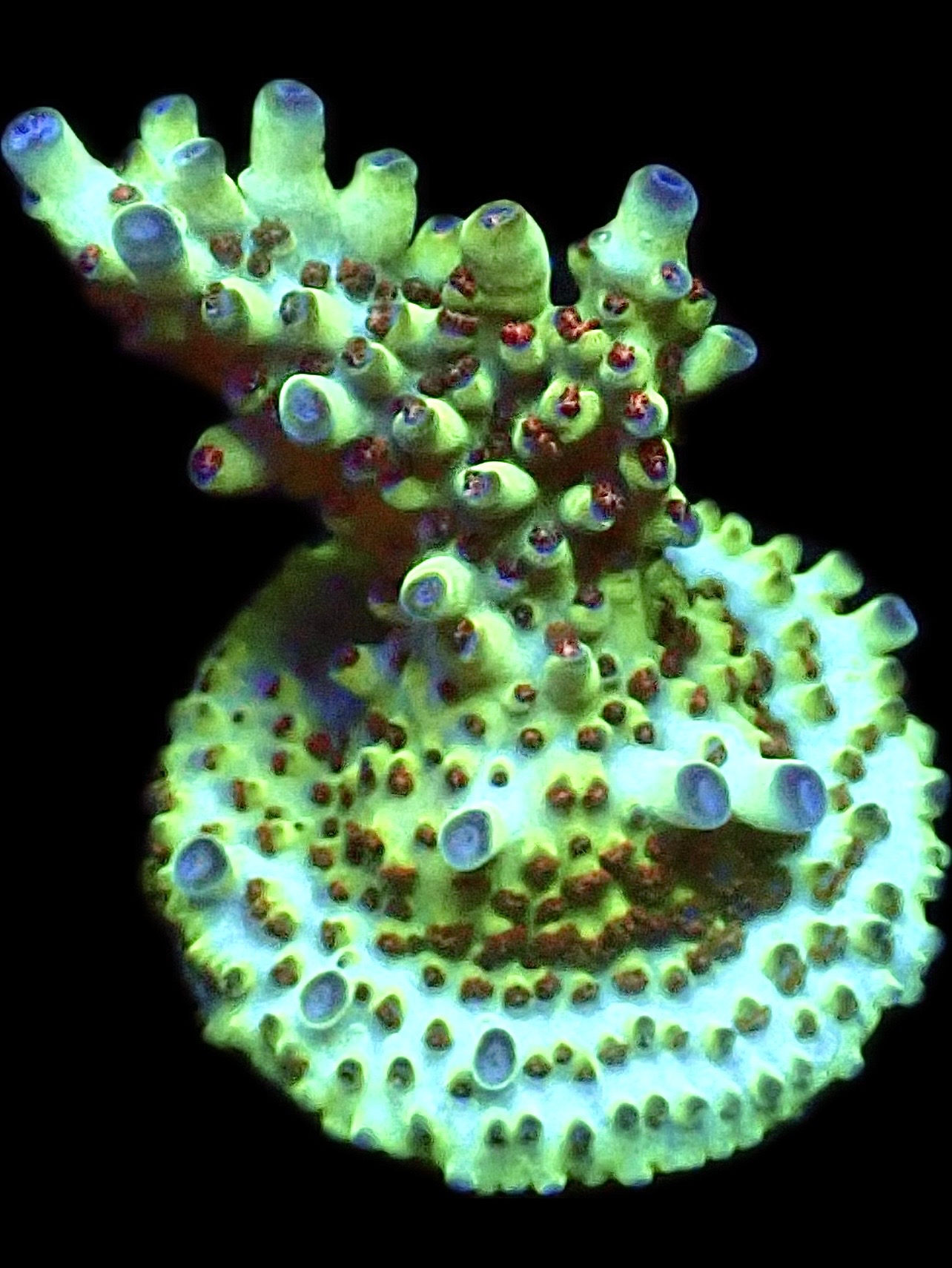 WYSIWYG 19H Rainbow Acropora Granulosa Frag