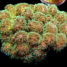 WYSIWYG M12 Sparkling Tinsel Pocillopora Colony