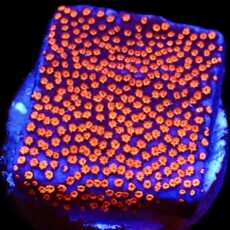 WYSIWYG M35 Superman Montipora Frag