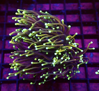 WYSIWYG T3 Gold / Purple Torch Euphyllia Double