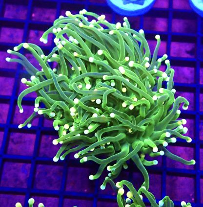 WYSIWYG T3 Ultra Orange Tip Fluorescent Lime Torch Euphyllia Double Head