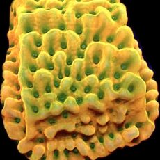 WYSIWYG 30A Kung Pao Montipora Frag