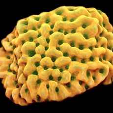 WYSIWYG 30C Kung Pao Montipora Frag
