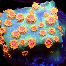 WYSIWYG 34C Jingle Bells Cyphastrea Frag