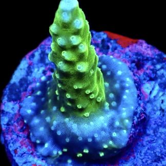 WYSIWYG 29E Bali Slimer Staghorn Acropora Small