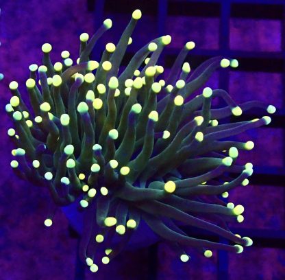 WYSIWYG  T1 Rasta Torch Euphyllia Single