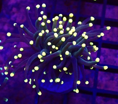 WYSIWYG T3 Rasta Torch Euphyllia Single