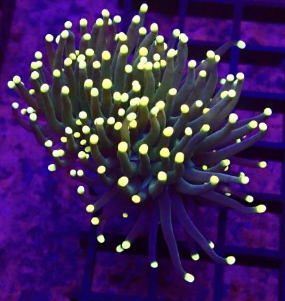 WYSIWYG T4 Rasta Torch Euphyllia Double