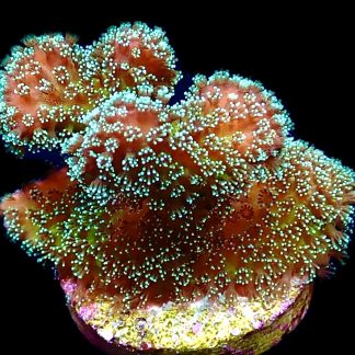 WYSIWYG 20K Rainbow Stylophora Frag Large