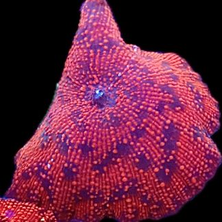 WYSIWYG 34B Spiderman Mushroom