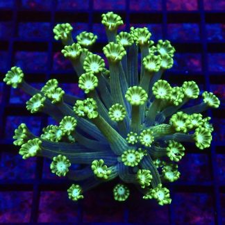 Super Green Floral Alvepora Large Frag (Over 50 Polyps)