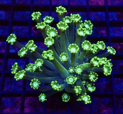 Super Green Floral Alvepora Large Frag (Over 50 Polyps)