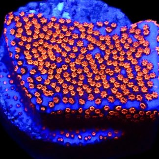 WYSIWYG 10A Superman Montipora Frag
