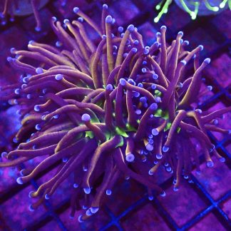 WYSIWYG T1 N.Y. Knicks Torch Euphyllia Single
