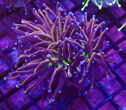 WYSIWYG T1 N.Y. Knicks Torch Euphyllia Single