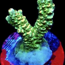 WYSIWYG 19i Limoncello Frag