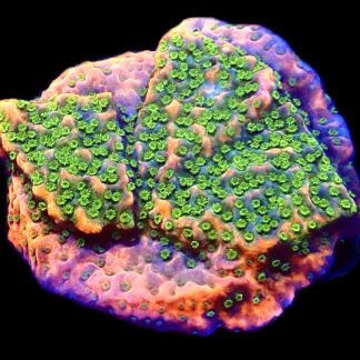 WYSIWYG 19C Tropic Thunder Montipora Frag