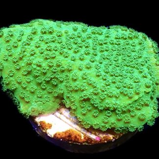 WYSIWYG 17D Bright Green Goblin Montipora Frag