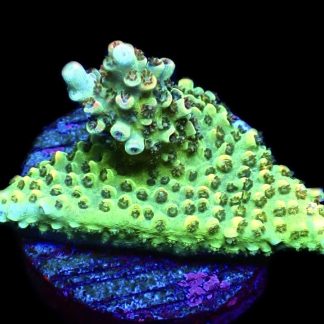 WYSIWYG 26G Dragon's Breath Acropora Frag   ***NEW***