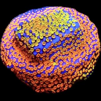 WYSIWYG 9B Rainbow Montipora