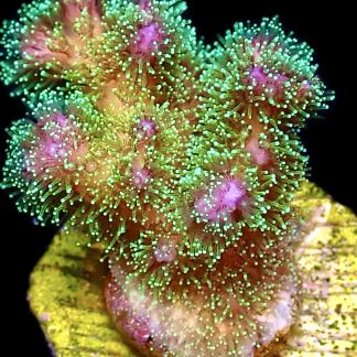 WYSIWYG 7A Sparkling Tinsel Pocillopora