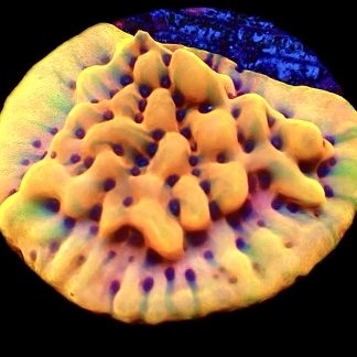 WYSIWYG 9C Beach Bum Montipora Frag