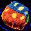 WYSIWYG Master Grade Flaming Bugatti Rainbow Chalice 4 - Image 2
