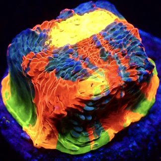 WYSIWYG Master Grade Flaming Bugatti Rainbow Chalice 1