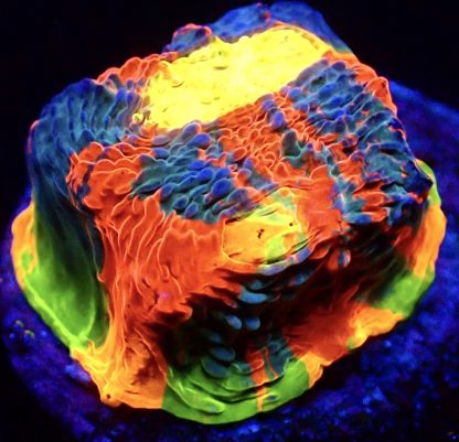 WYSIWYG Master Grade Flaming Bugatti Rainbow Chalice 1
