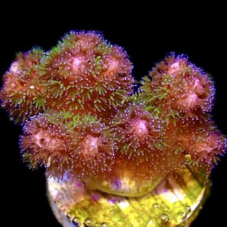 WYSIWYG 9J Amethyst Gem Pocillopora Frag