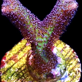 WYSIWYG 17J Bird Of Paradise Seriatopora