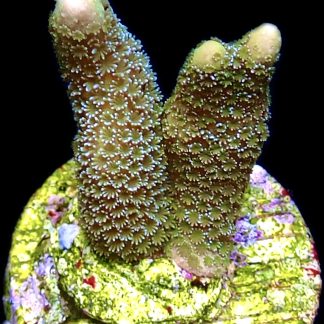 WYSIWYG 18D Lemon/Lime Montipora Digitata