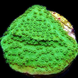 WYSIWYG 7E Bright Green Goblin Montipora Frag