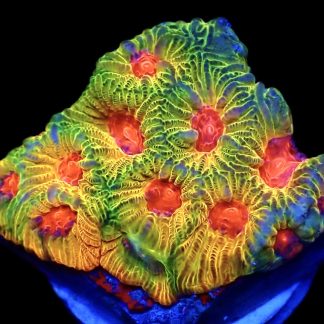 WYSIWYG 16J Fascination Favia Frag