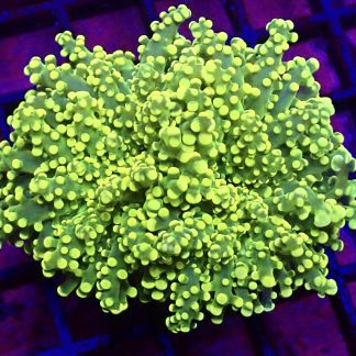 Yellow/Lime Frogspawn Single Head