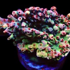 WYSIWYG 23i Dragon's Breath Acropora Frag Extra Large